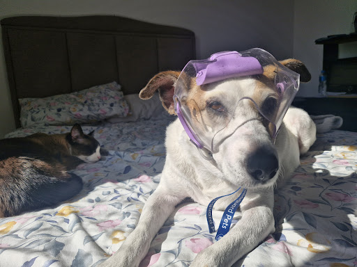 Photo from customer review